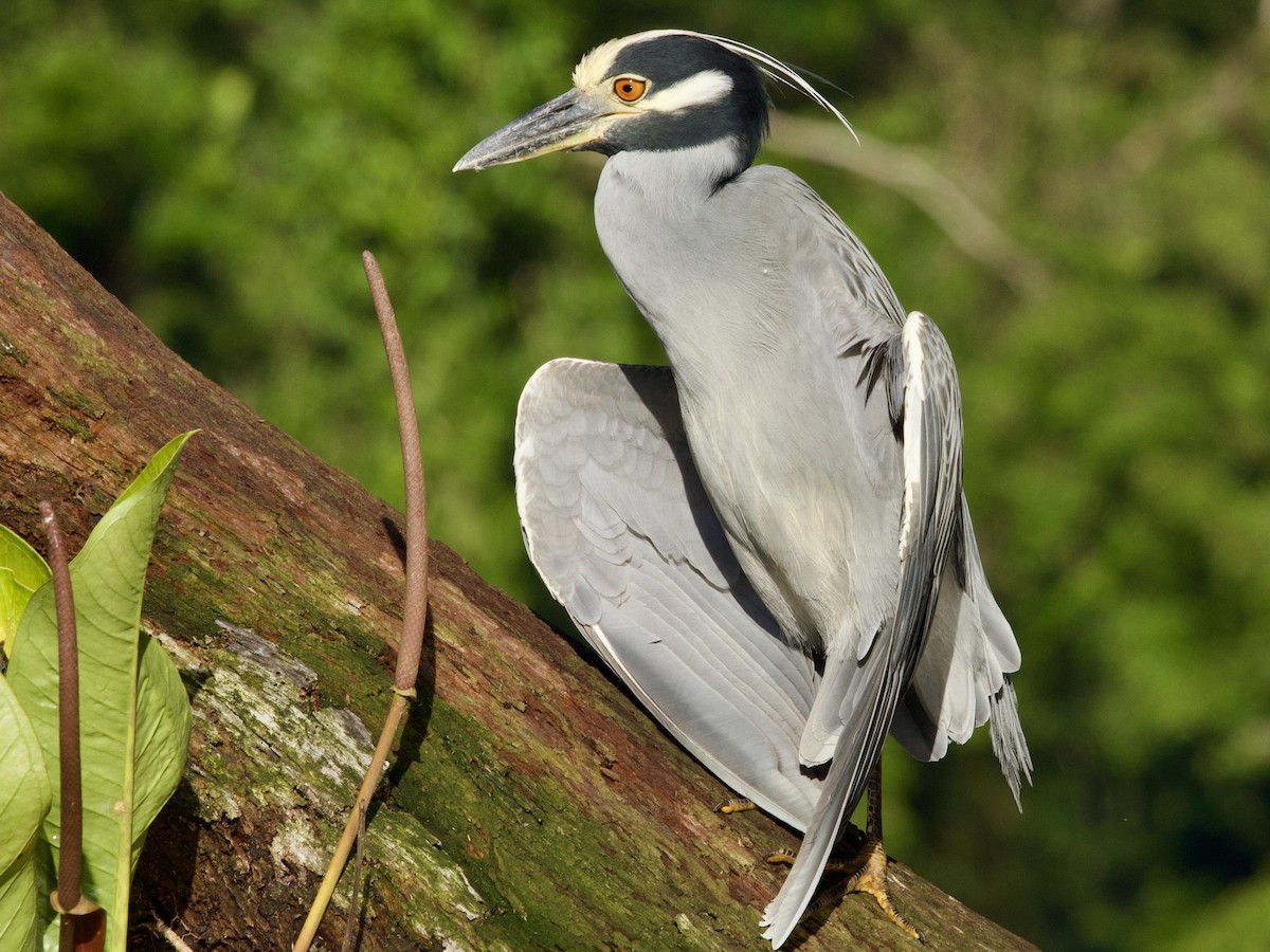 Yellow-crowned Night Heron - ML648866290
