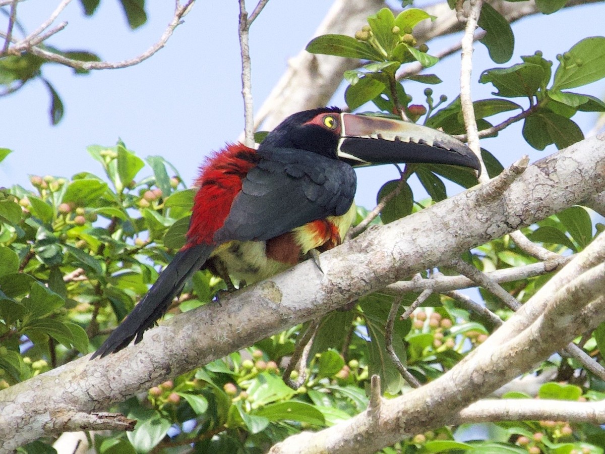Collared Aracari - ML648866312