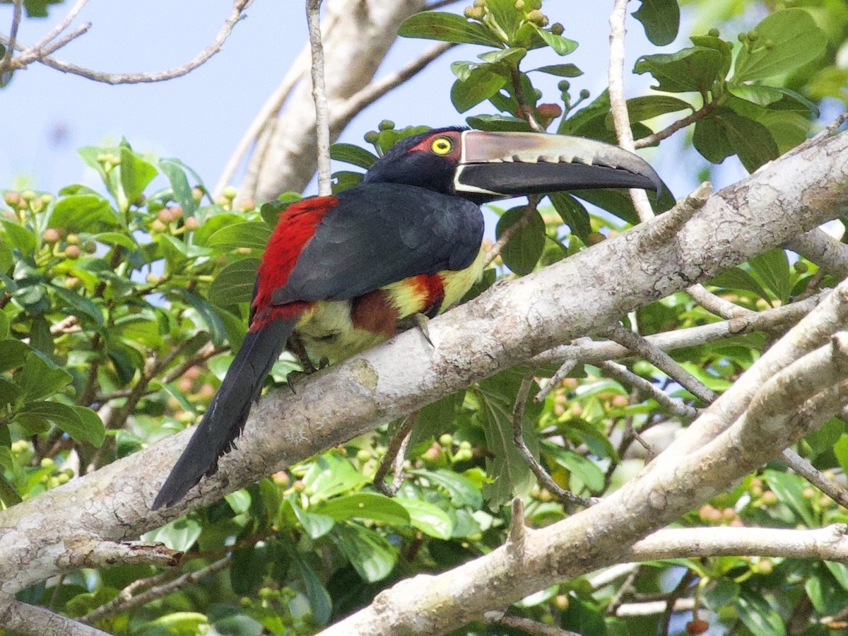Collared Aracari - ML648866313