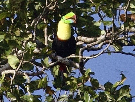 Keel-billed Toucan - ML648866349