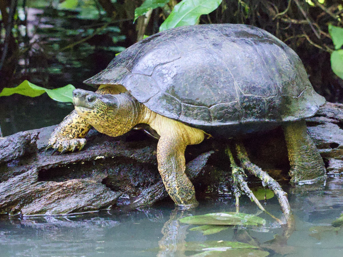 Amphibians - ML648866368