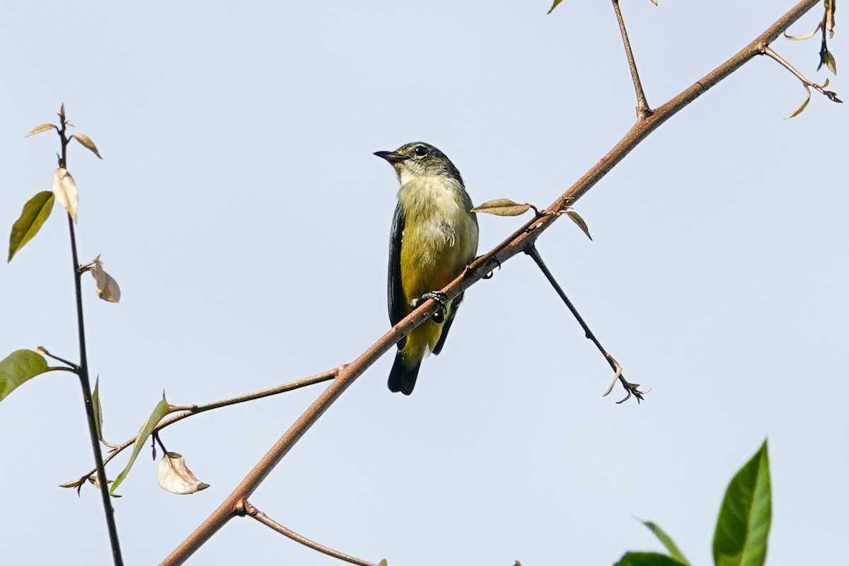 Dicée de Luçon - ML648866369