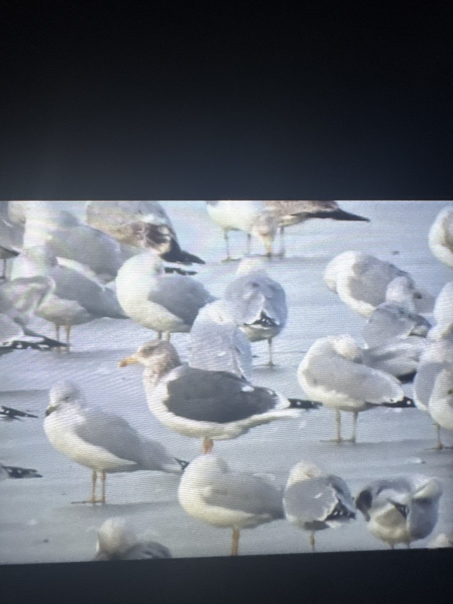 Lesser Black-backed Gull - ML648866515