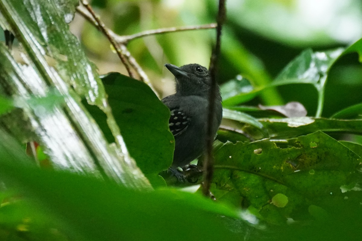 Black-crowned Antshrike - ML648866517