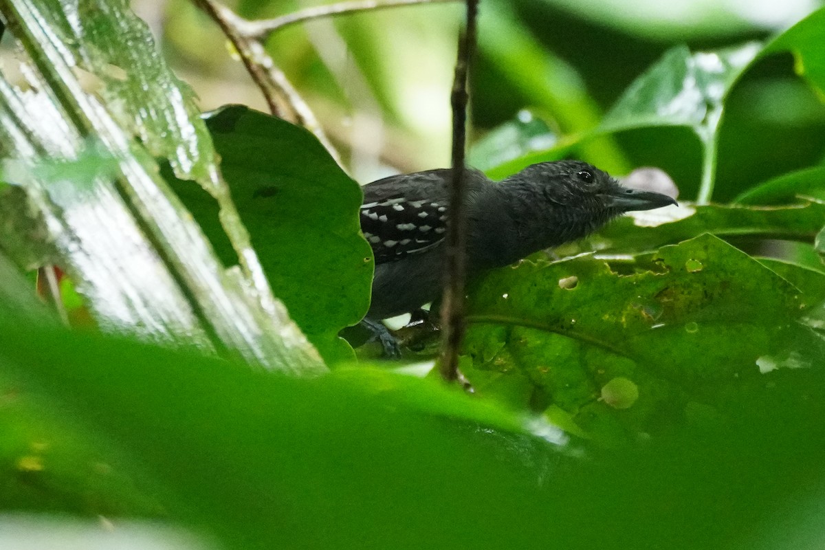 Black-crowned Antshrike - ML648866518