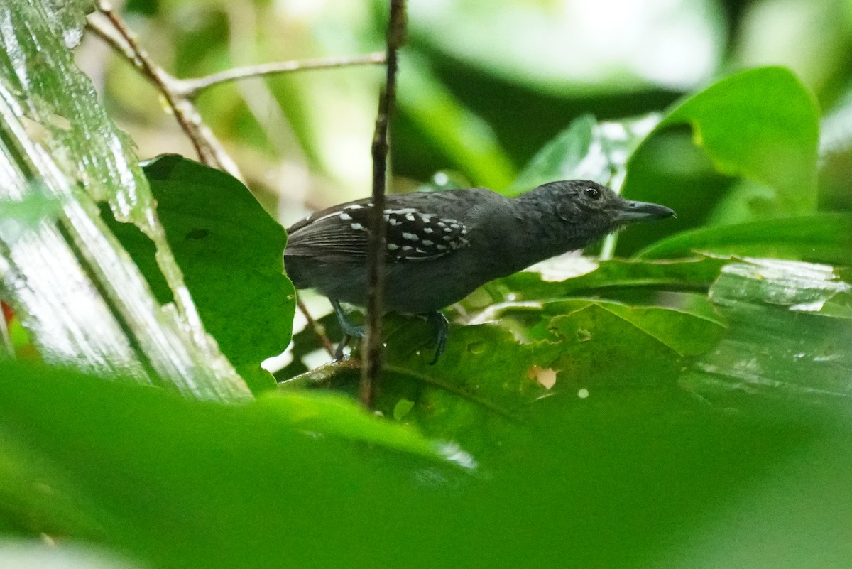 Black-crowned Antshrike - ML648866520