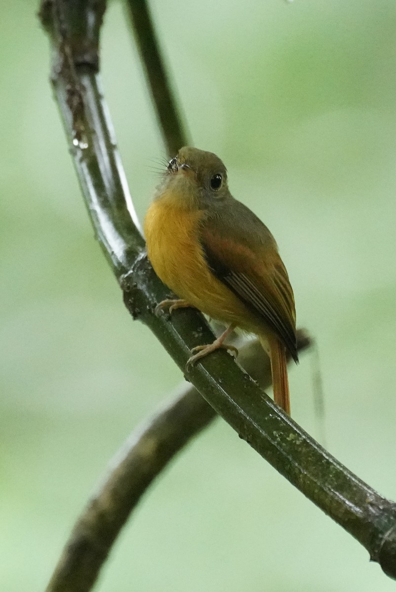 Ruddy-tailed Flycatcher - ML648866527