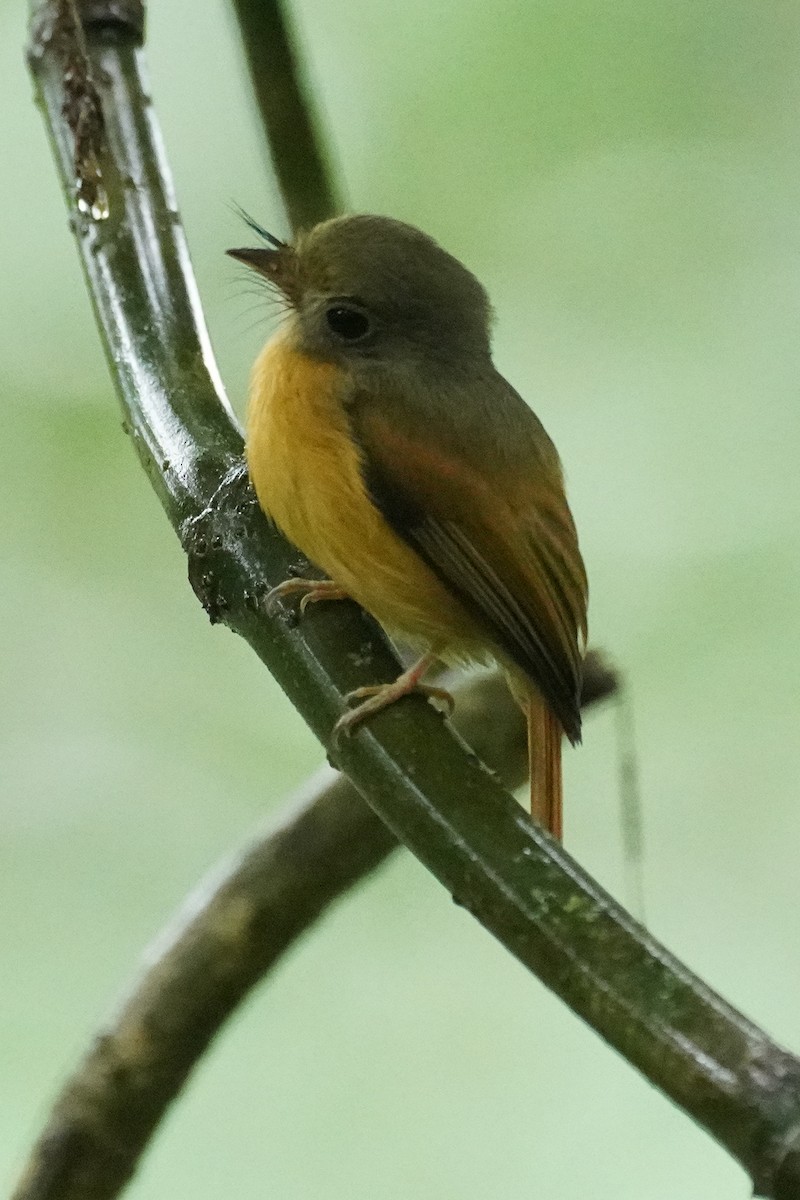 Ruddy-tailed Flycatcher - ML648866528