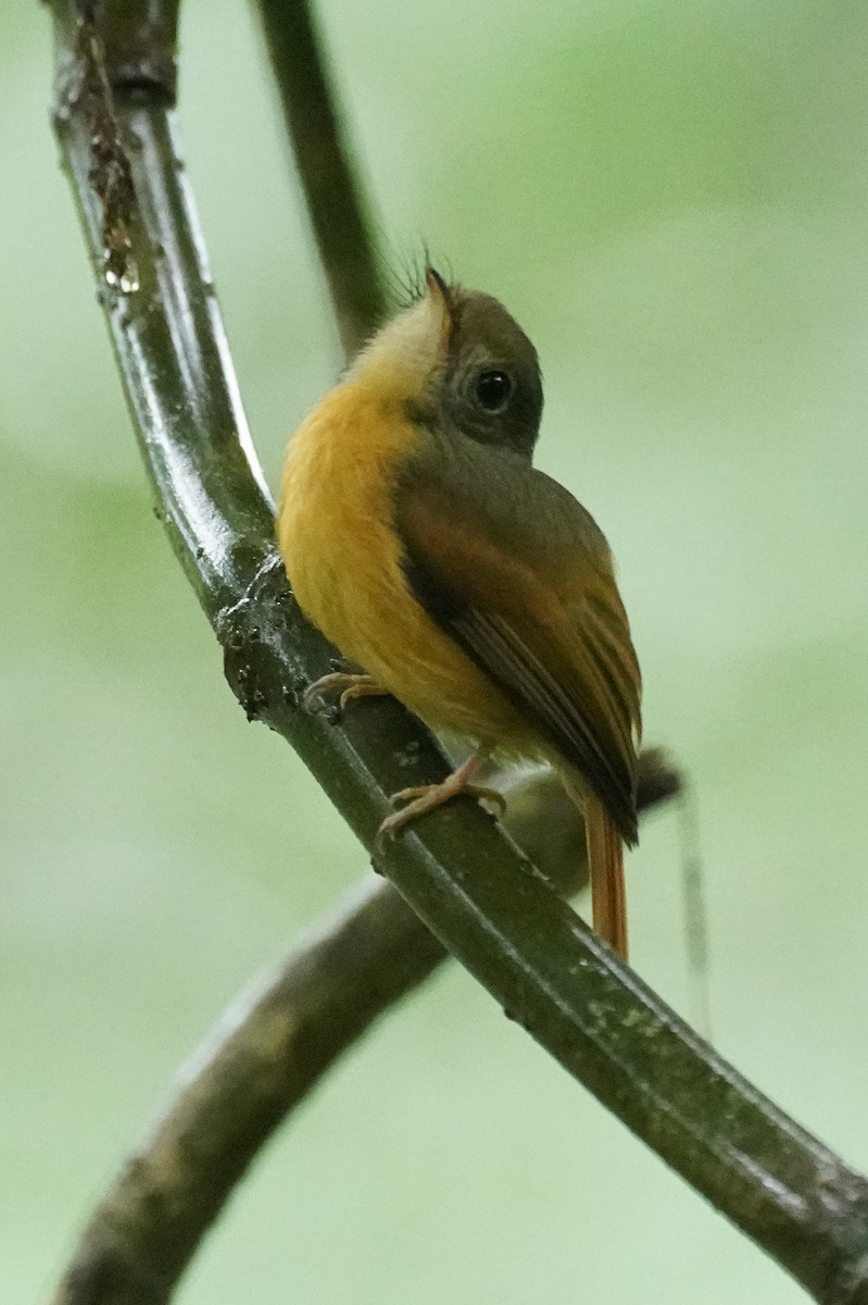 Ruddy-tailed Flycatcher - Cameron Eckert
