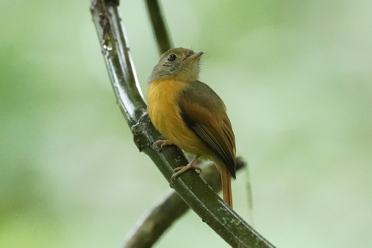 Ruddy-tailed Flycatcher - ML648866531
