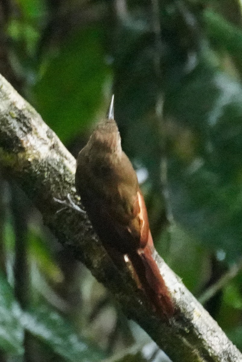 Plain-brown Woodcreeper - ML648866533
