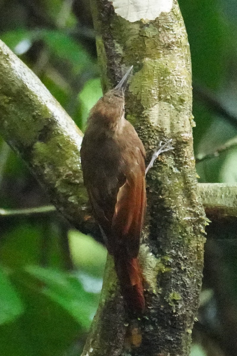 Plain-brown Woodcreeper - ML648866534