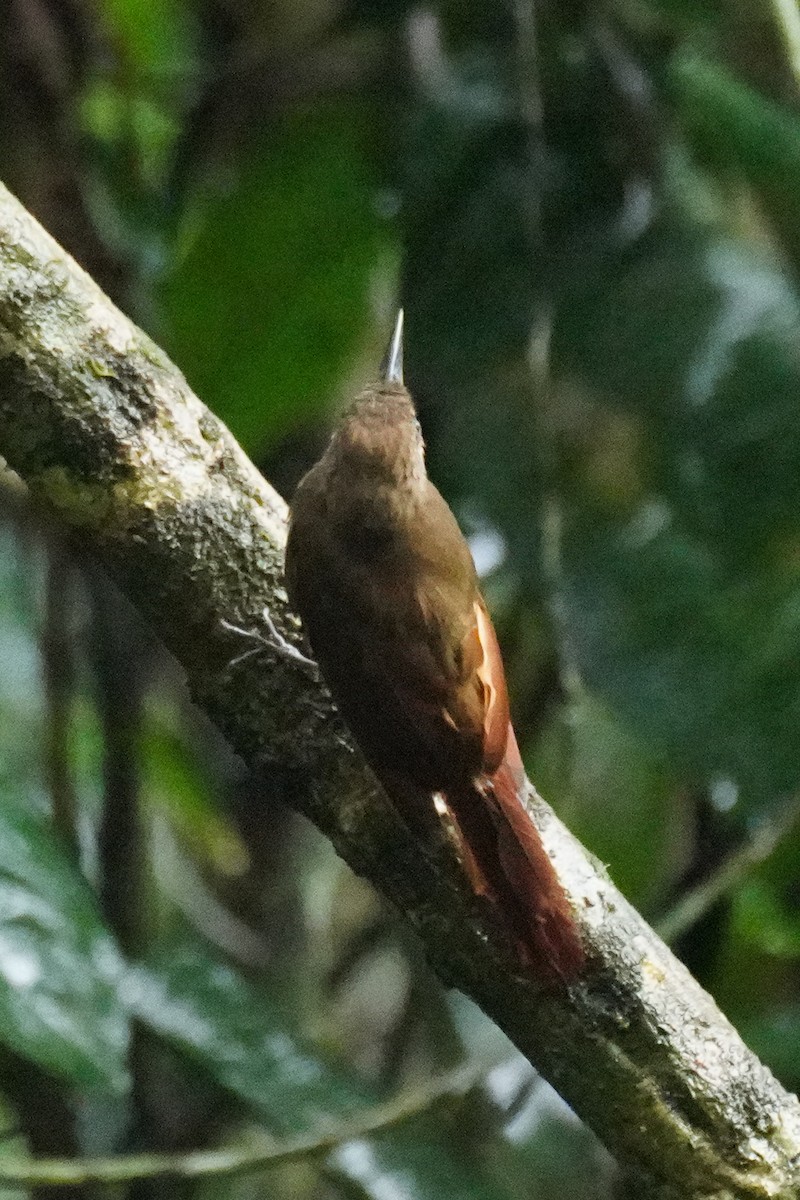 Plain-brown Woodcreeper - ML648866535