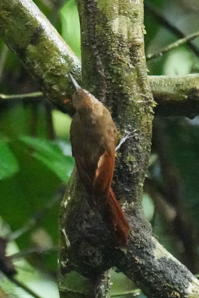 Plain-brown Woodcreeper - ML648866536