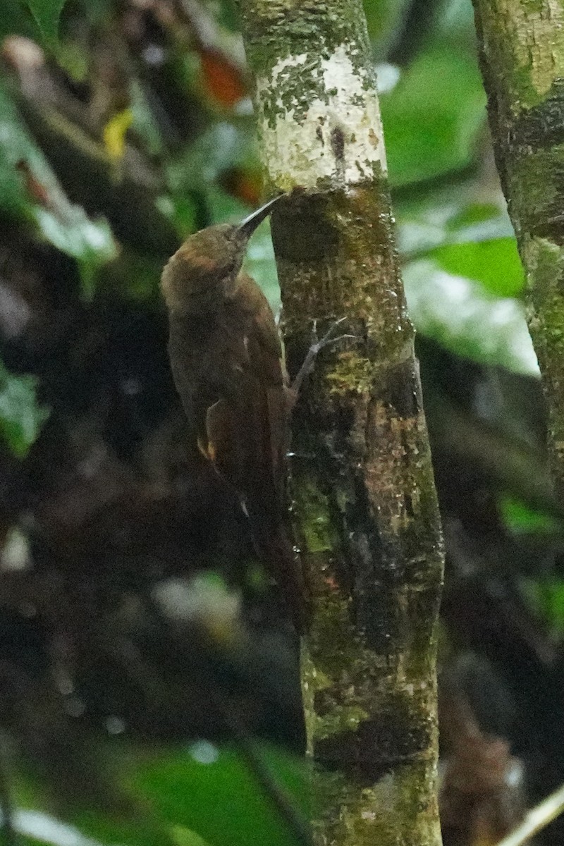 Plain-brown Woodcreeper - ML648866537