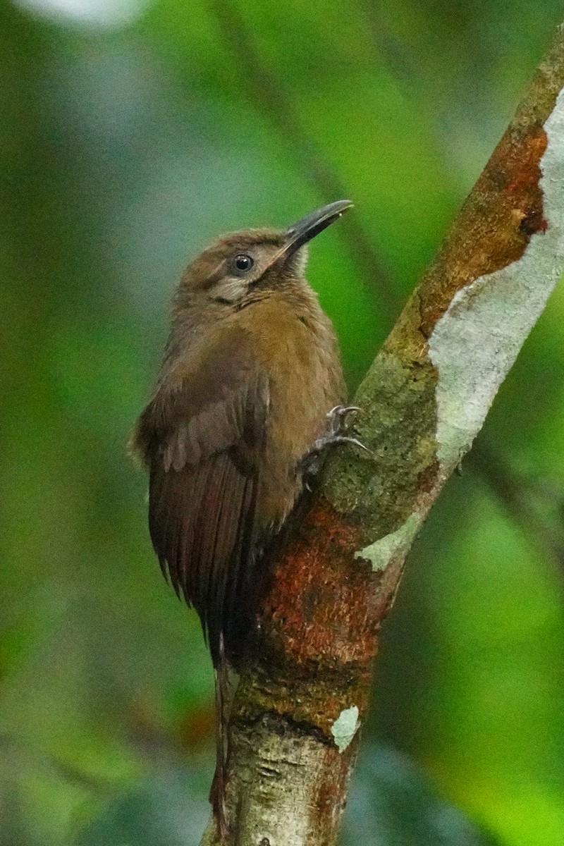 Plain-brown Woodcreeper - ML648866538