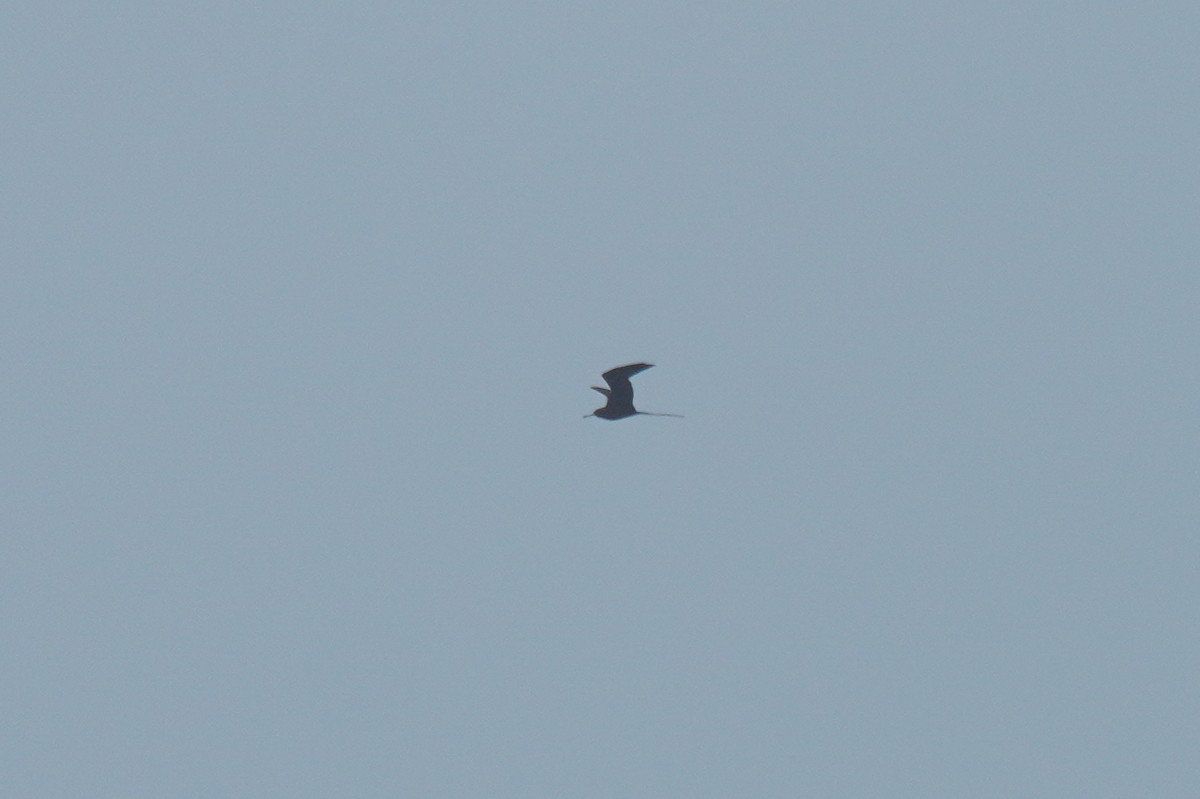 Fragata handia - ML648866545