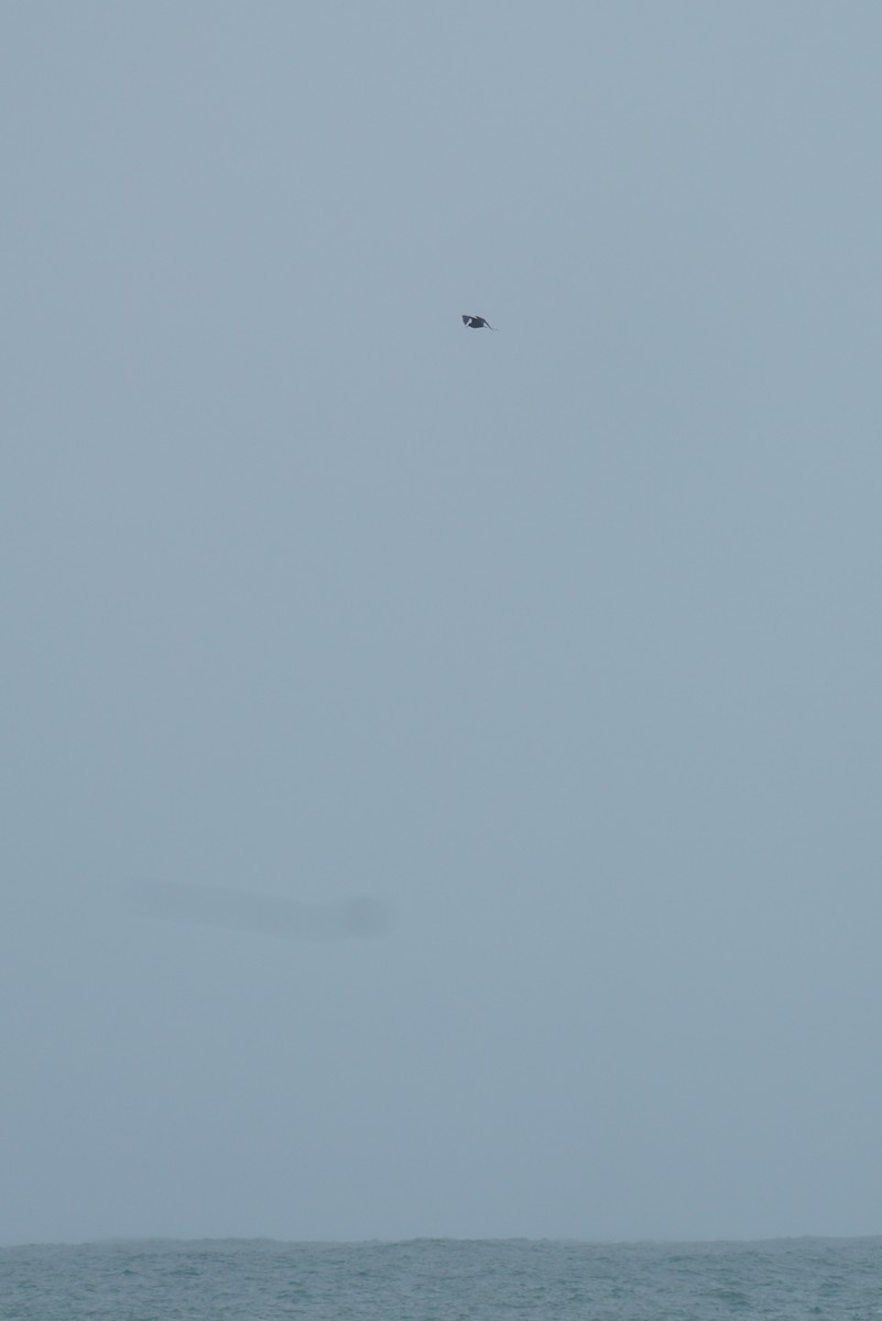 Fragata handia - ML648866548