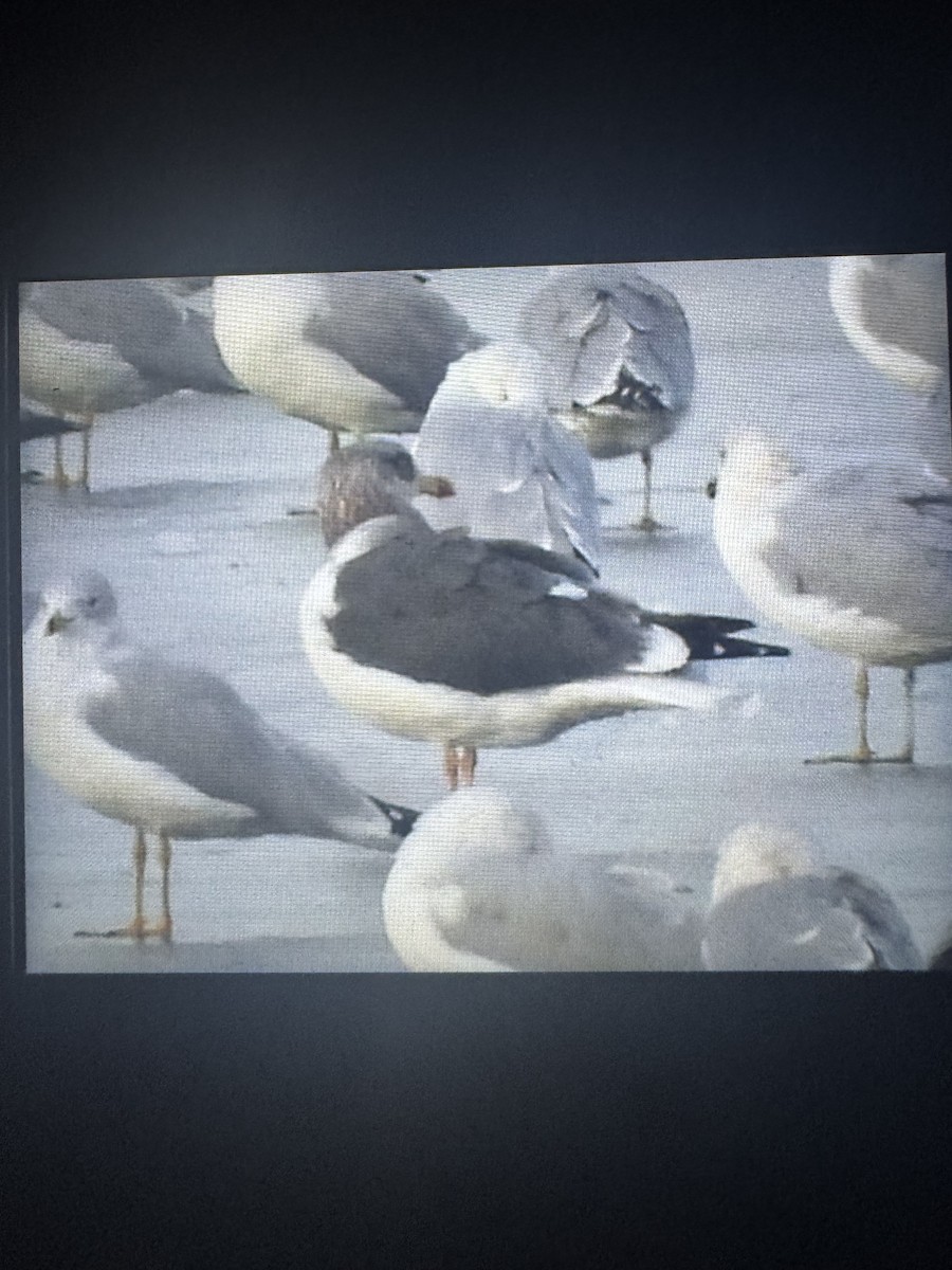 Lesser Black-backed Gull - ML648866585