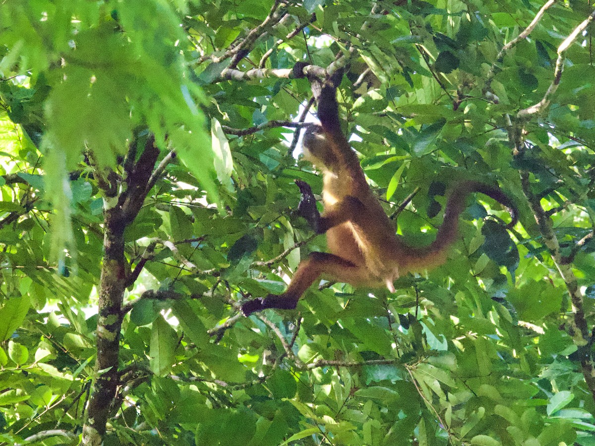 Spider Monkeys - ML648866735