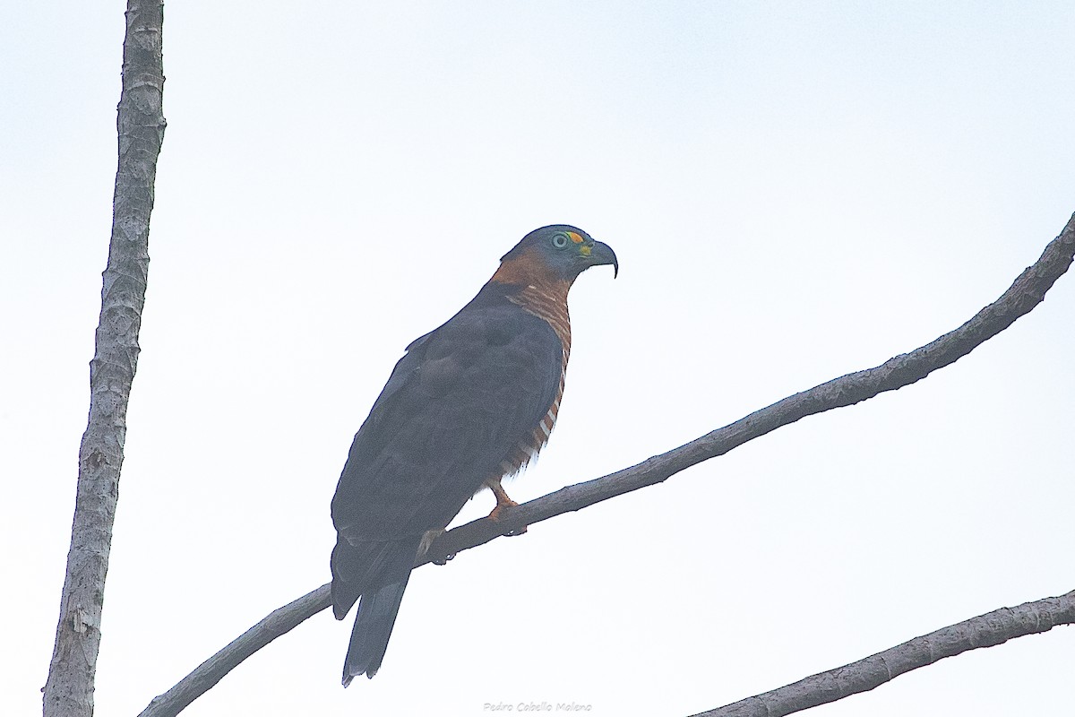 Hook-billed Kite - ML648867130