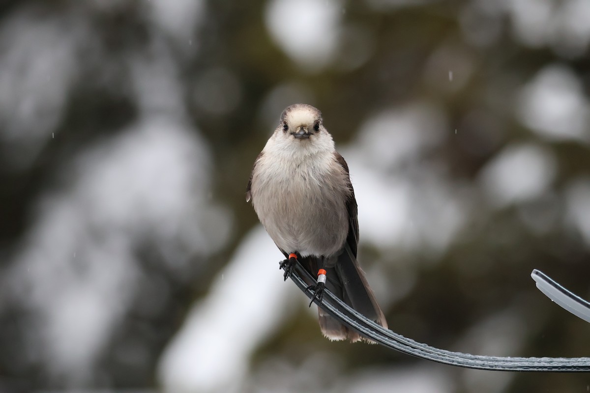 sojka šedá - ML648867209