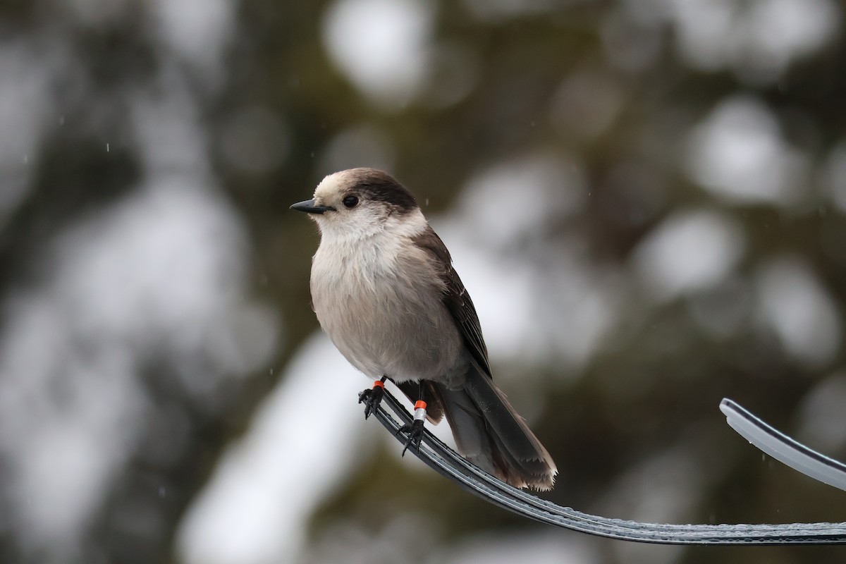 sojka šedá - ML648867210