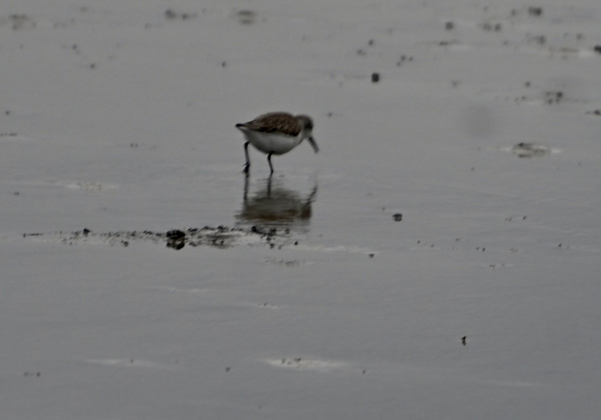 Gambecchio dell'Alaska - ML648867295