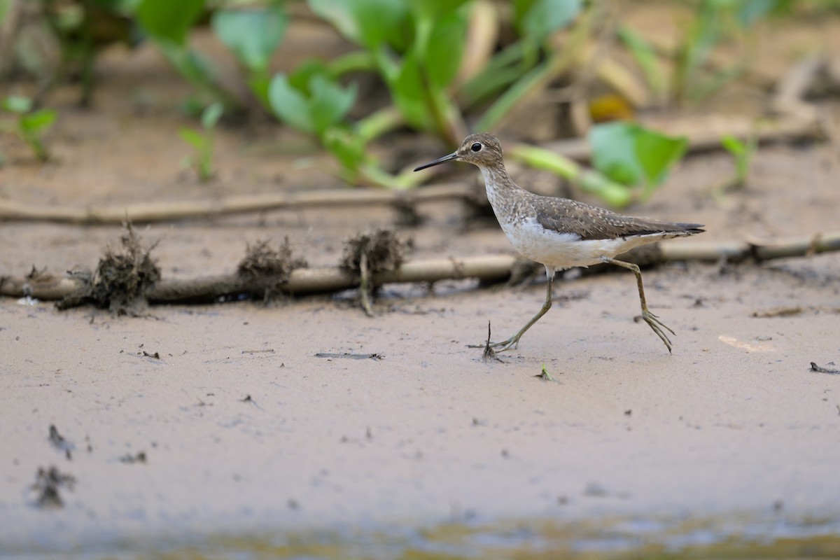 Solitary Sandpiper - ML648867348