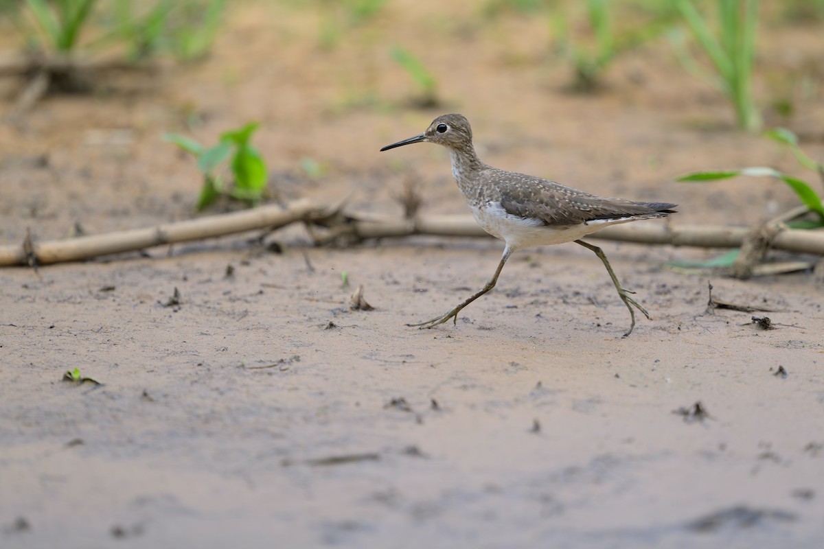 Solitary Sandpiper - ML648867349