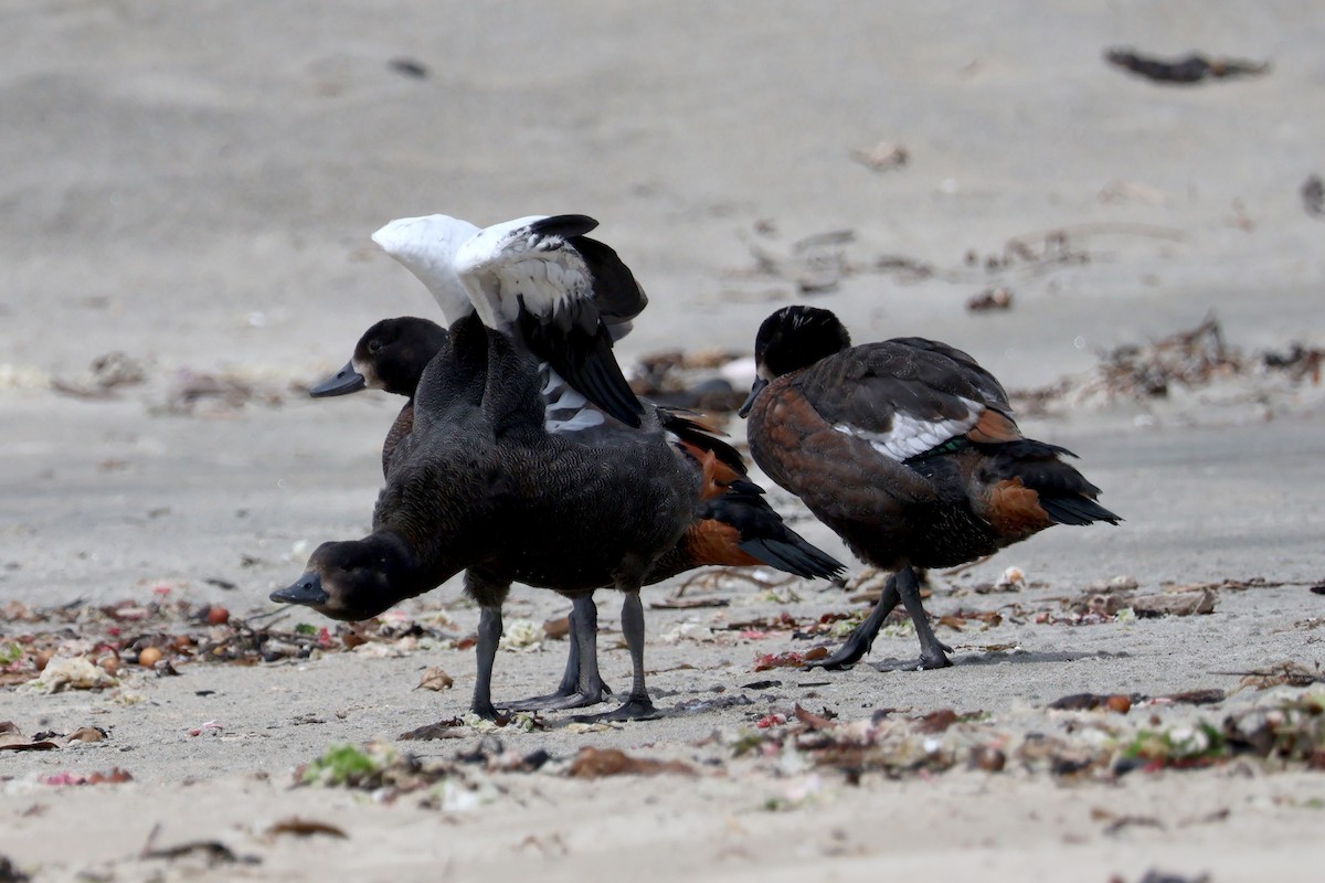 Paradise Shelduck - ML648867429