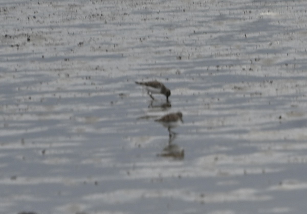 Gambecchio dell'Alaska - ML648867432