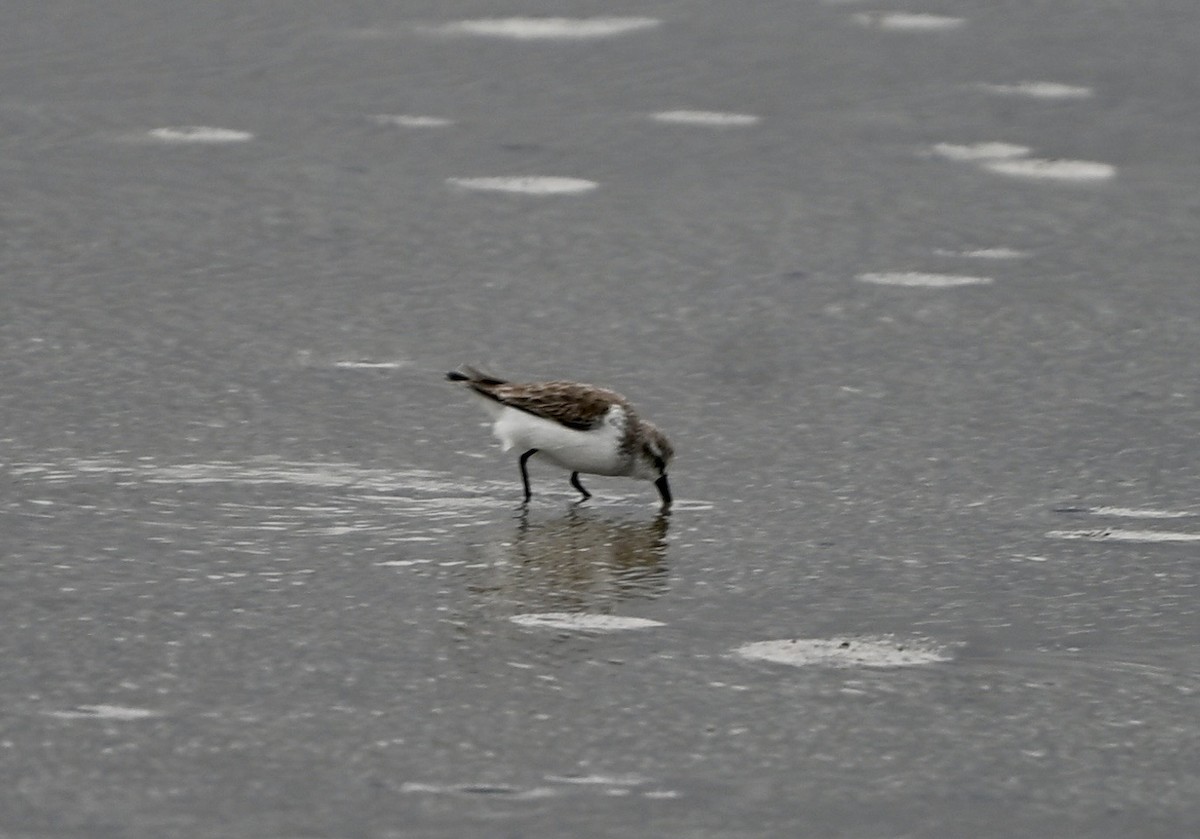 Gambecchio dell'Alaska - ML648867434