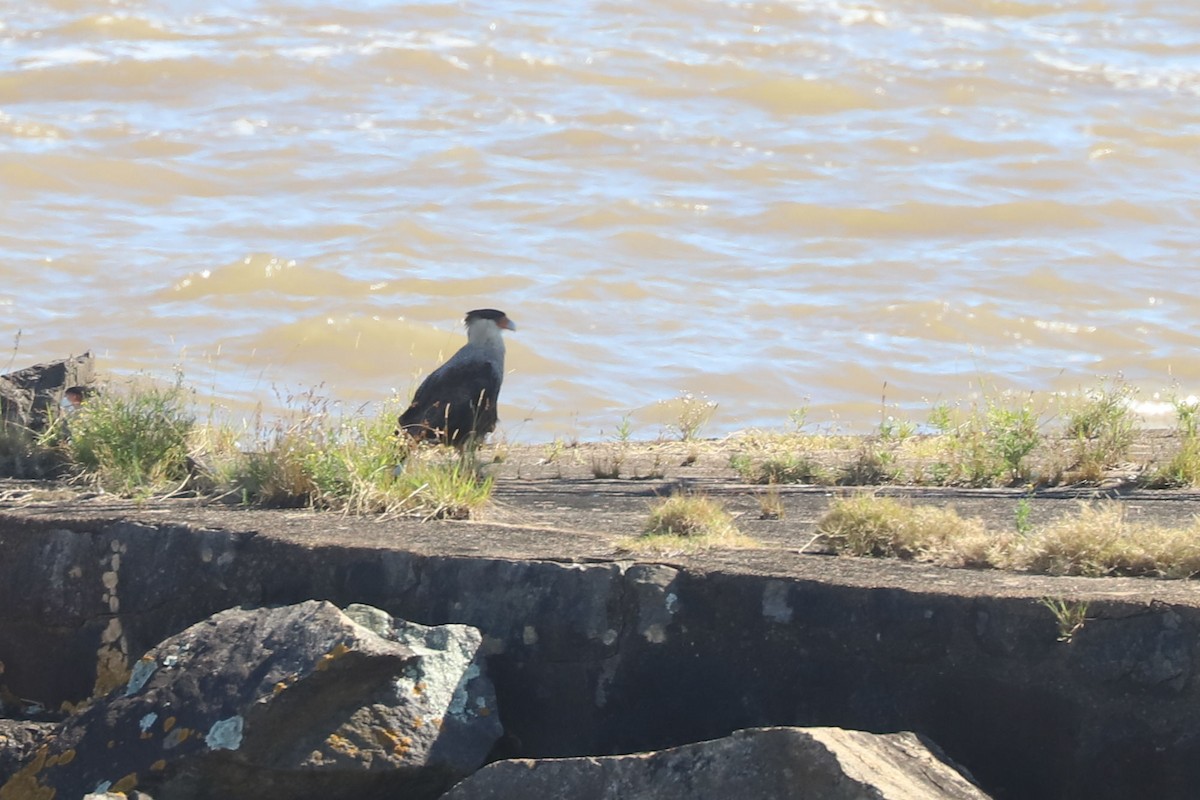 Crested Caracara - ML648867492