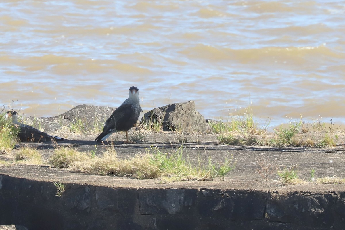 Crested Caracara - ML648867493