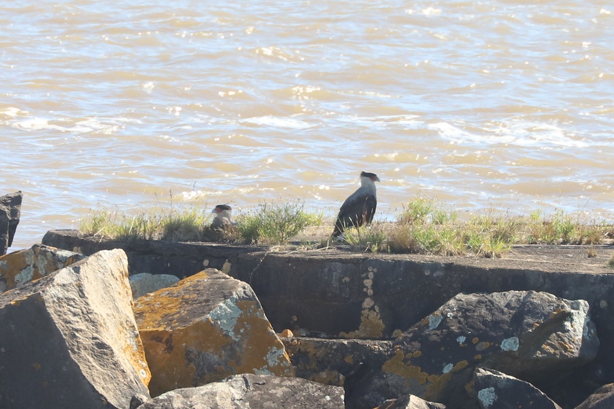 Crested Caracara - ML648867494