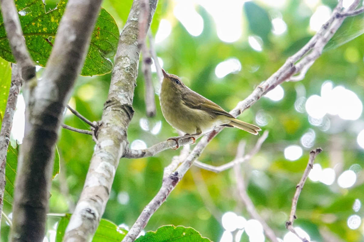 Mosquitero Filipino - ML648867498