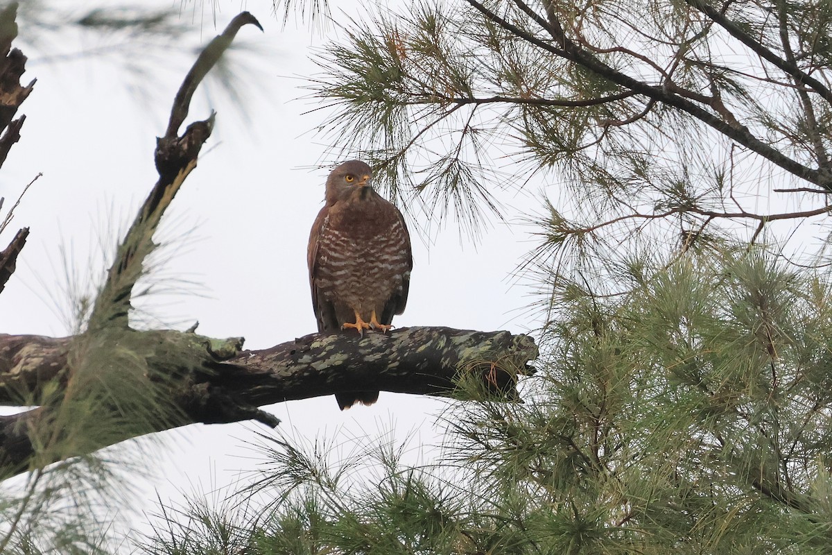 Gray-faced Buzzard - Atsushi Shimazaki