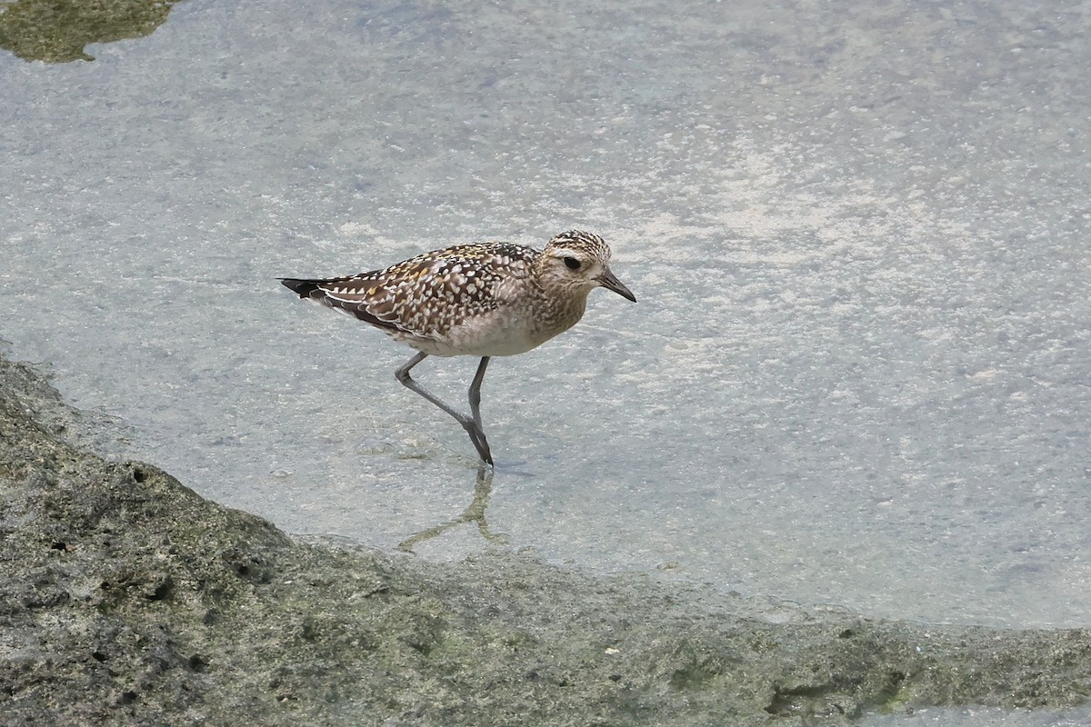 Pacific Golden-Plover - Atsushi Shimazaki
