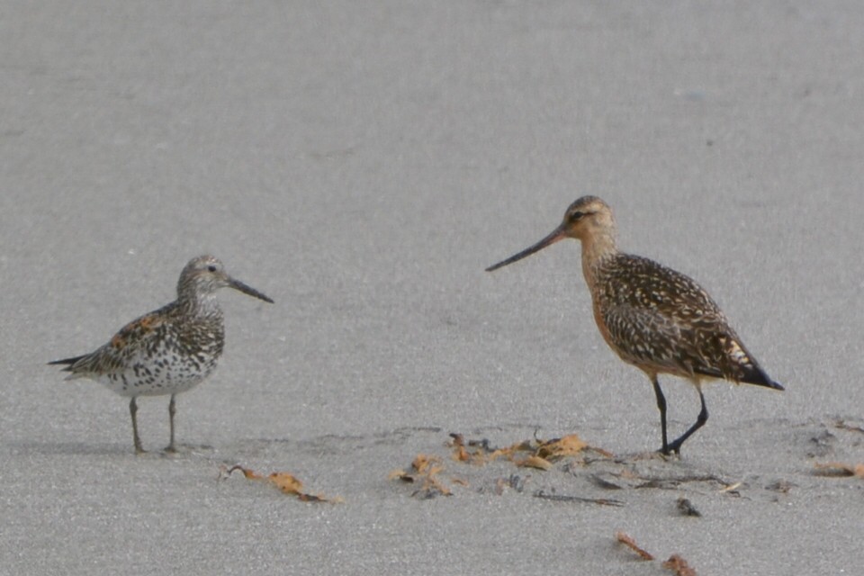 Barge rousse - ML648867536