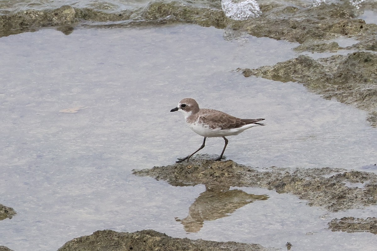 Siberian Sand-Plover - Atsushi Shimazaki