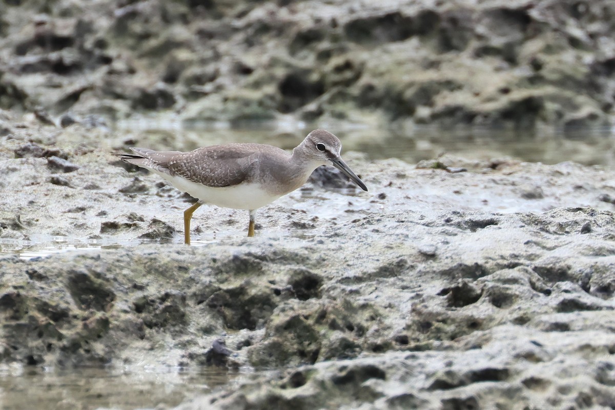 ביצנית אפורת-זנב - ML648867582