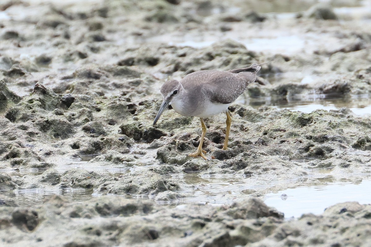ביצנית אפורת-זנב - ML648867583