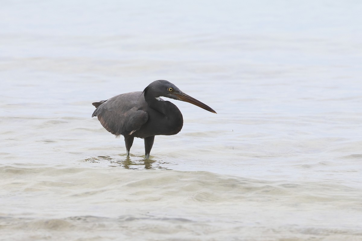 Pacific Reef-Heron - ML648867584
