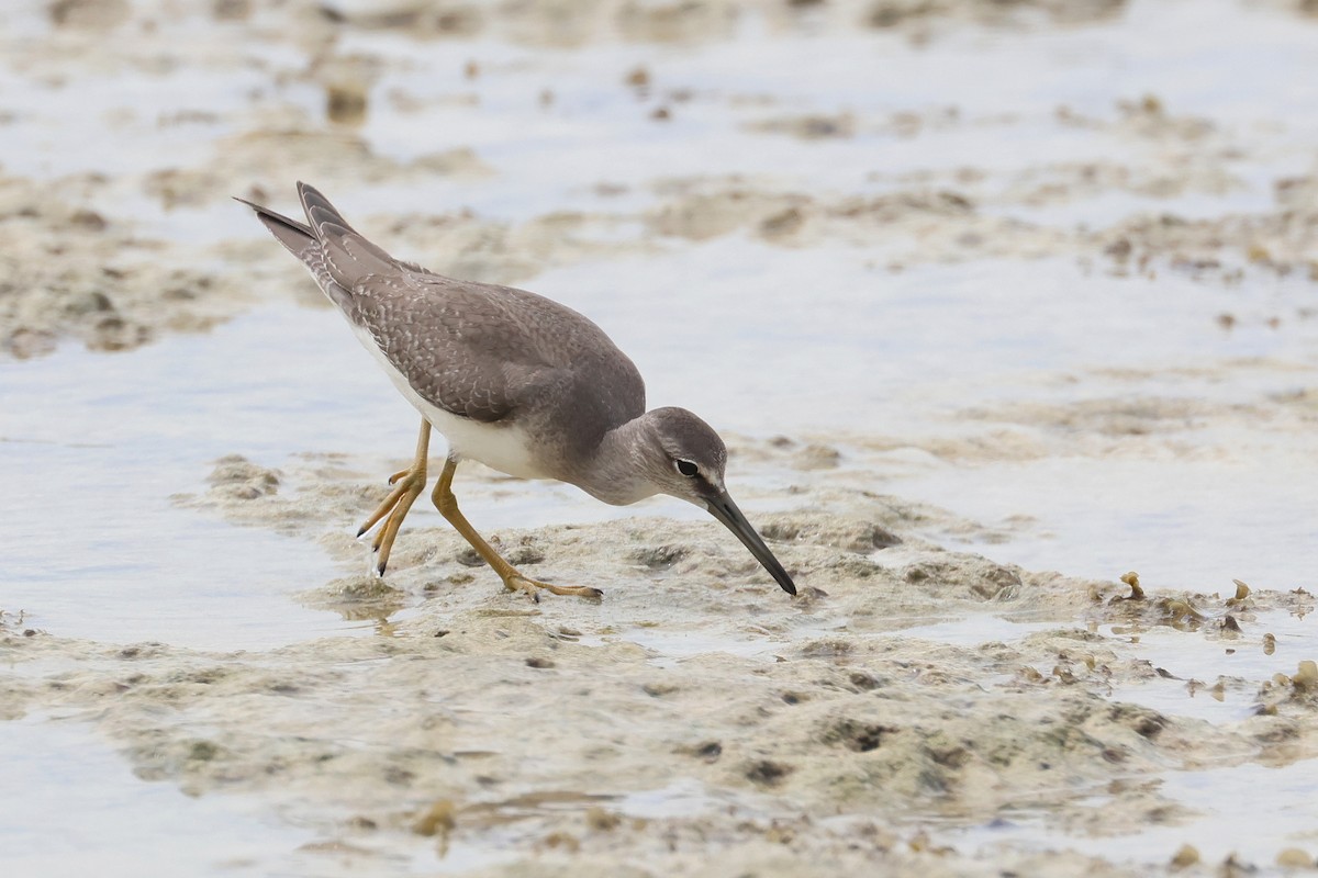 ביצנית אפורת-זנב - ML648867601