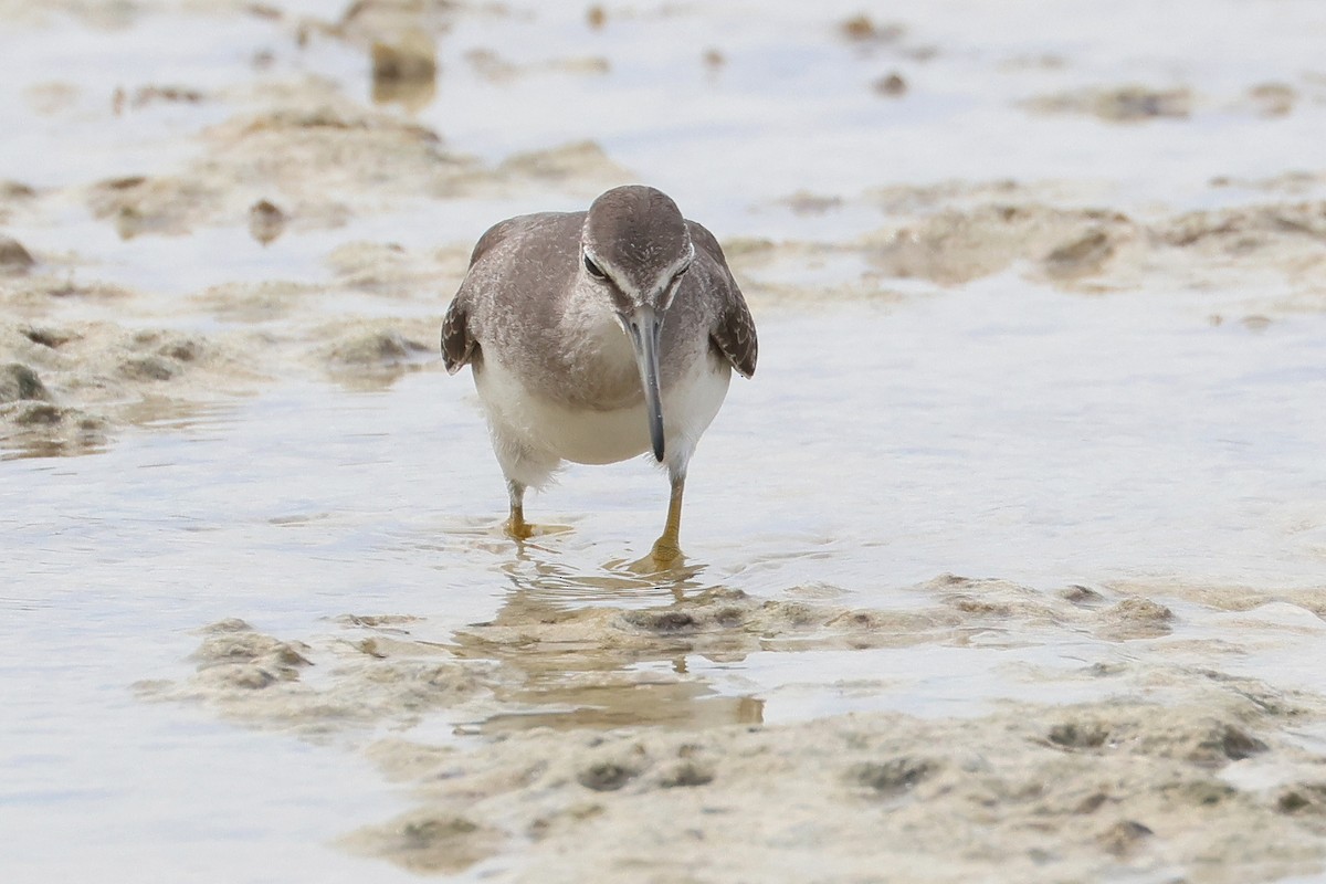 Gray-tailed Tattler - Atsushi Shimazaki