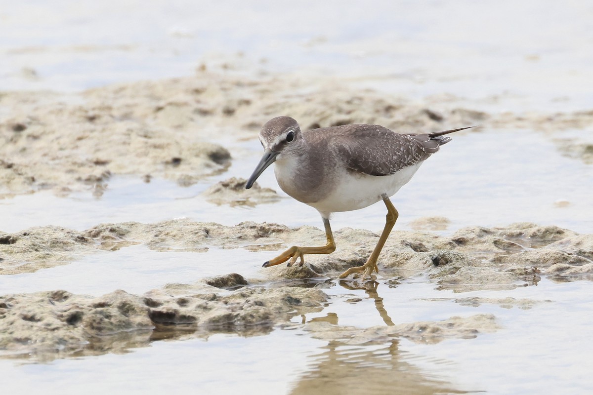 ביצנית אפורת-זנב - ML648867603