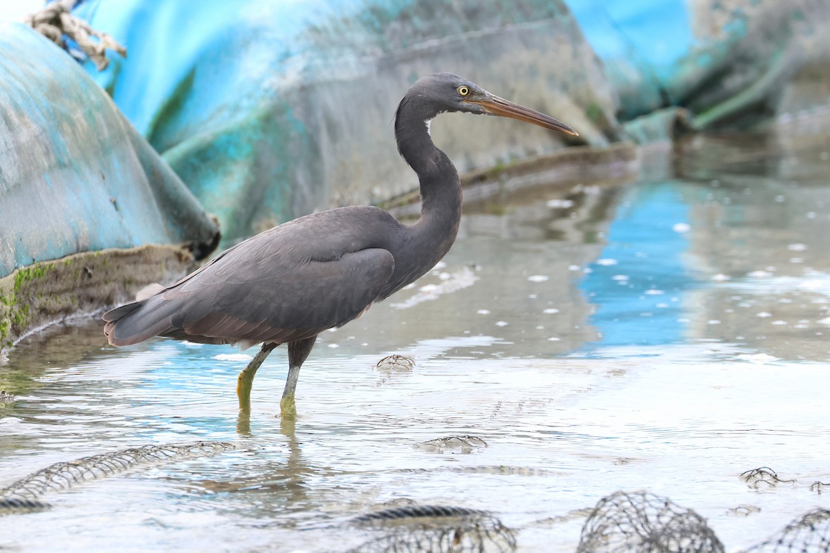 Pacific Reef-Heron - ML648867606