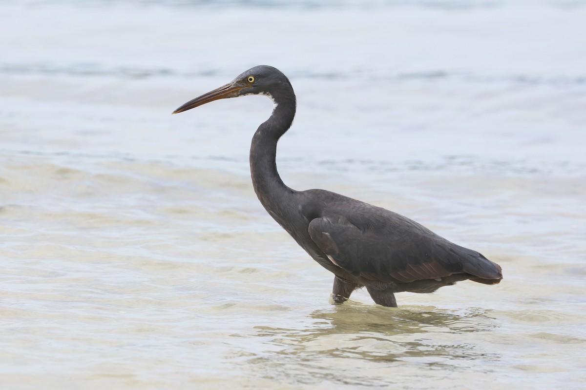 Pacific Reef-Heron - ML648867607