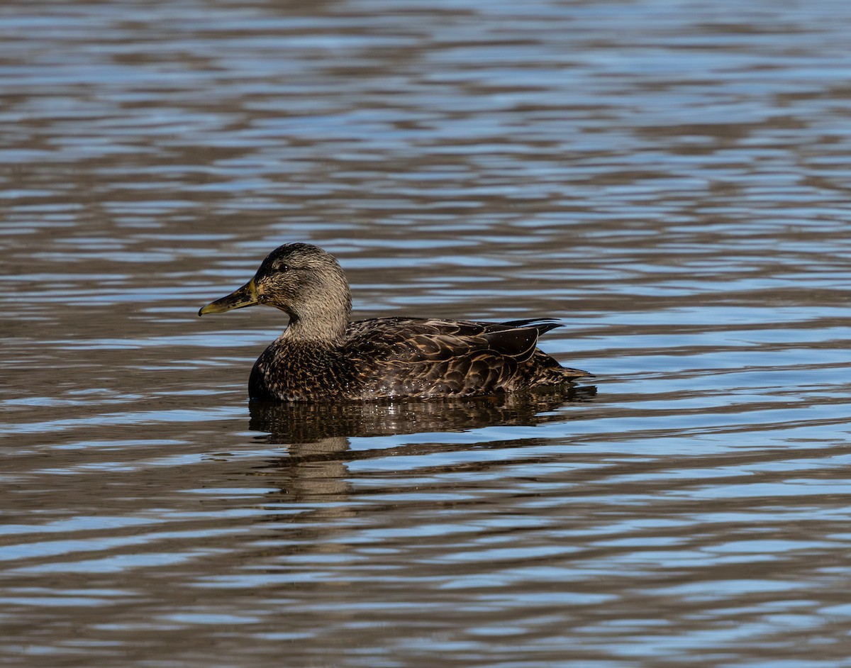 Американская кряква - ML648867610